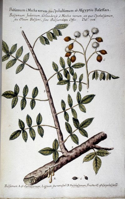 Opobalsamum (Branch with sap) - In 