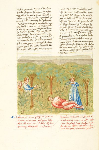 Decameron, The Sage Plant - Death of Pasquino, Fourth day, story 7 by Giovanni Boccaccio