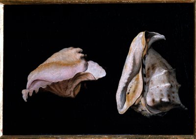 Two Shells (Still Life with Sea Shells) by Giovanni Girolamo Savoldo