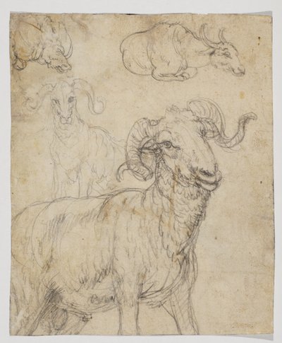 Ram and Buffalo (verso) by Giovanni da Udine (after)