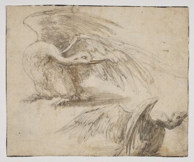 Two Swans, Recto by Giovanni da Udine (after)