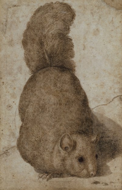 A Squirrel by Giovanni da Udine (attr. to)