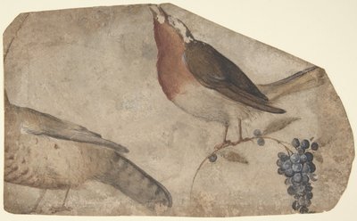 Bird Eating Grapes (recto), Tigress (verso) by Giovanni da Udine