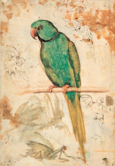 Green Parrot and Sketches of Parrots and Praying Mantis by Giovanni da Udine
