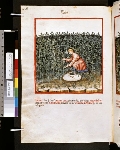 Theatrum Sanitatis by Ububchasym de Baldach: 