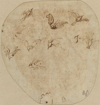 Birds in Flight by Girolamo Mazzola Bedoli