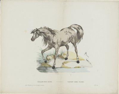 Thoroughbred Stallion by Glenisson and Van Genechten