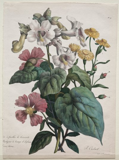 Martynia or Unicorn Plant by Godefroy Engelmann