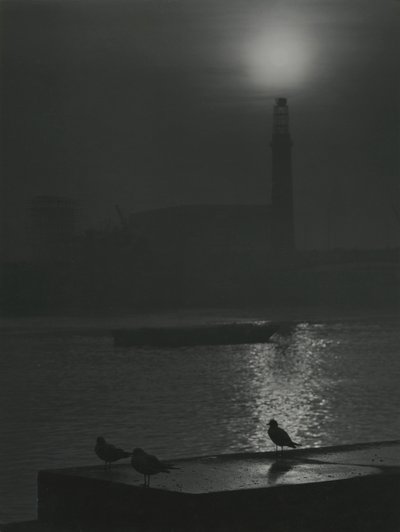 Seagulls Silhouettes at Dusk near the River Thames by Godfrey Macdominic