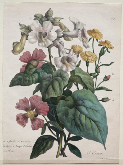 Course of Natural History, Containing the Main Species of the Animal Kingdom by Gottfried or Godefroy Engelmann