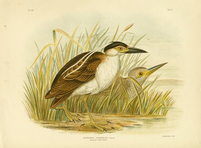Nankean Night Heron or Nankeen Night Heron, 1891 by Gracius Broinowski