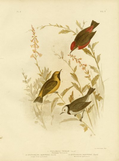 Tricolored Ephthianura by Gracius Broinowski