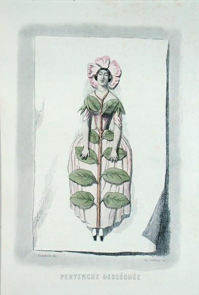 Periwinkle withered, from 