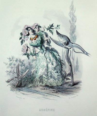 The Hawthorn, from 