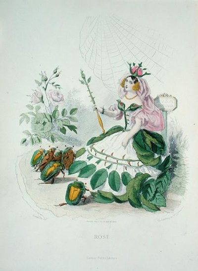The Rose (Rosa Centifolia) the Queen of the Flowers, from 