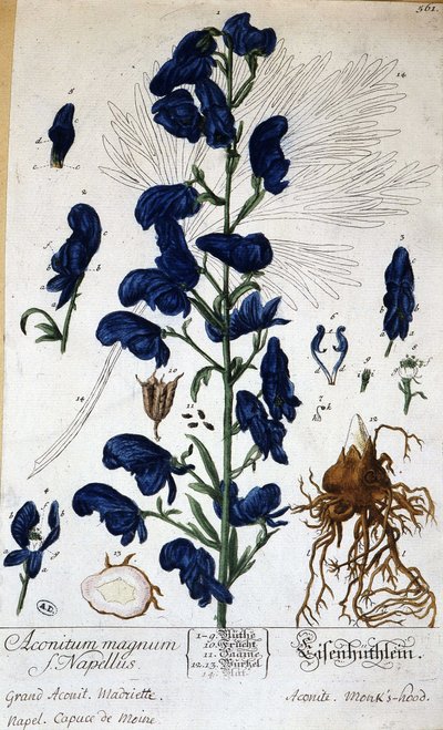 Large aconite, monk