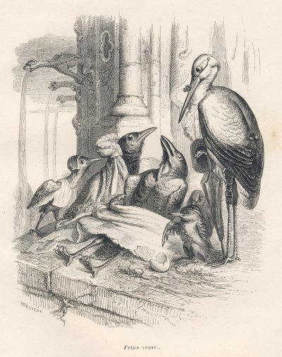 Death of a Raven Next to His Family and a Stork. Illustrated Vignettes by JJ Granville. Engraving Signed Breviere in the Section Entitled 