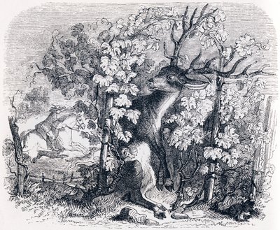 The Deer and the Vine - Fables by La Fontaine by Grandville
