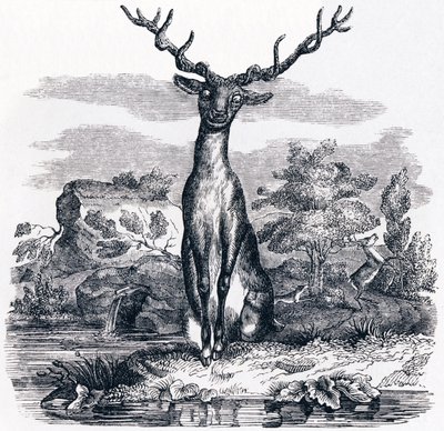 The Deer Looking at Himself in the Water - Fables by La Fontaine by Grandville