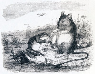 The Frog and the Rat - Fables by La Fontaine by Grandville