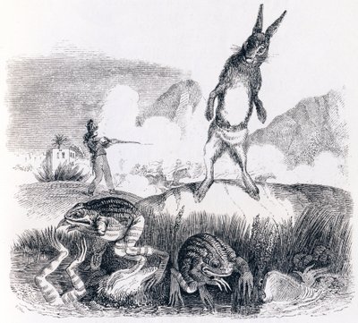The hare and the frogs - Fables by La Fontaine by Grandville