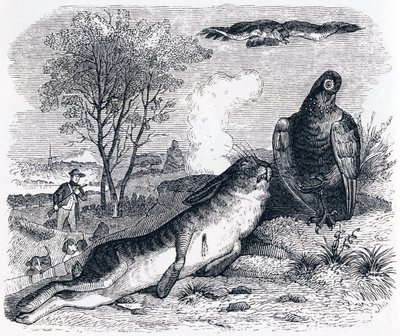 The Hare and the Partridge - Fables by La Fontaine by Grandville