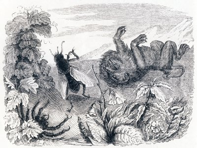 The Lion and the Midst - Fables by La Fontaine by Grandville