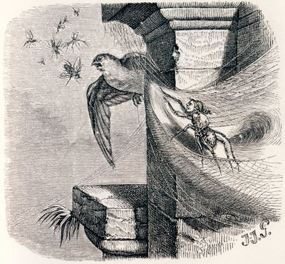 The Spider and the Swallow - Fables by La Fontaine by Grandville