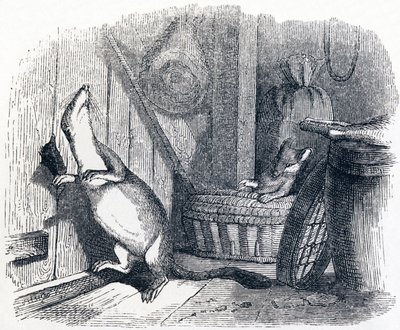The Weasel Enters an Attic - Fables by La Fontaine by Grandville