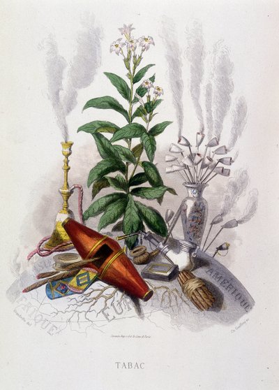 Tobacco Plant and Smoking Utensils, in 