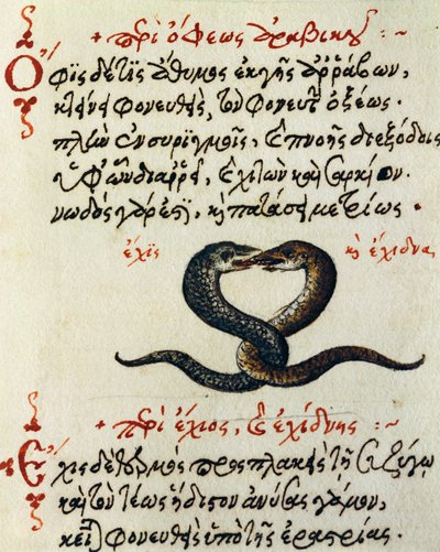 Snake coupling, test and miniature from De animalium natura et proprietate libellus by Greek School