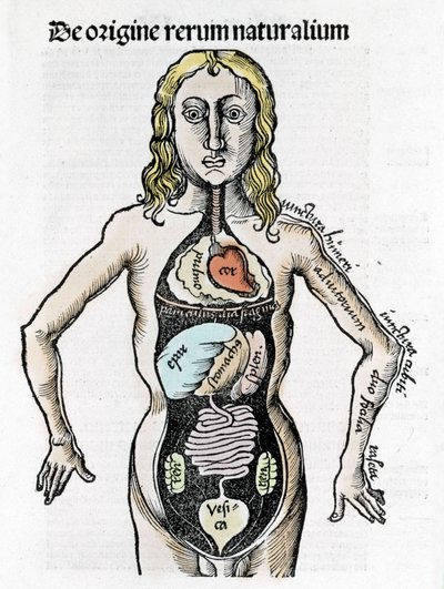Section of the Human Body - in “Margarita Philosophica” by Gregor Reisch (1467-1525), Bale 1517 by Gregor Reisch