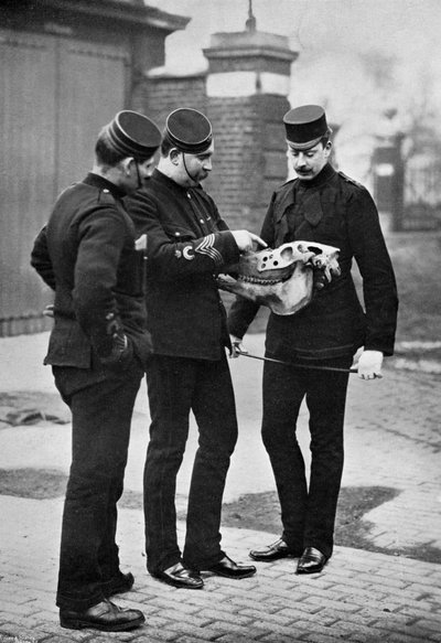 A Veterinary Demonstration, 1st Life Guards by Gregory and Co