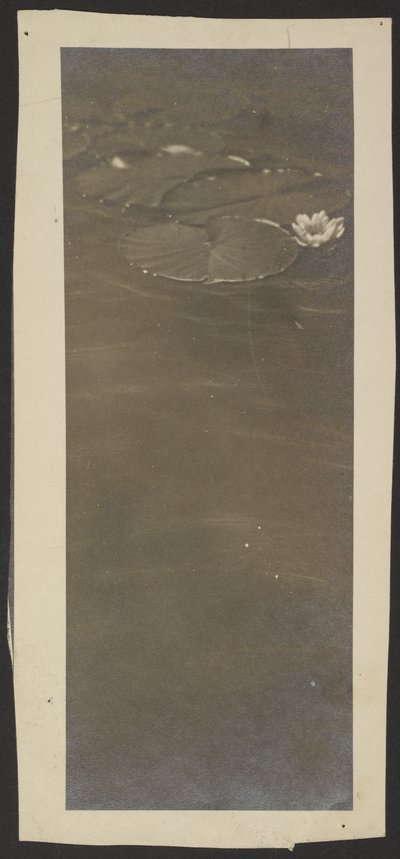 Lily Pads on Pond by Günther Krampf