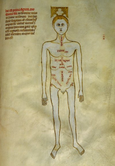 Anatomy and surgical boards: localization of male organs by Guido da Vigevano da Pavia