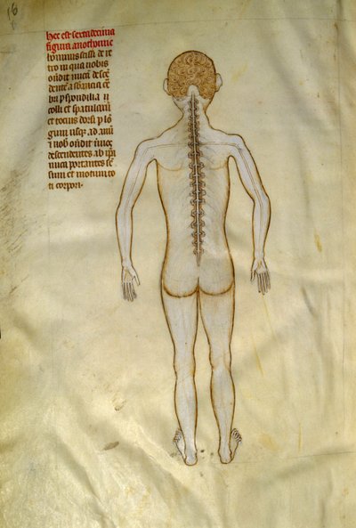 Anatomy and Surgical Boards: Spinal Cord. In “Liber notabilium Philippi septimi francorum regis, a libris Galieni extratus” by Gui de Pavia circa 1345. Chantilly, Musee Conde by Guido da Vigevano da Pavia