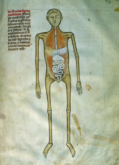 Anatomy and Surgical Board Representing a Bark by Guido da Vigevano da Pavia