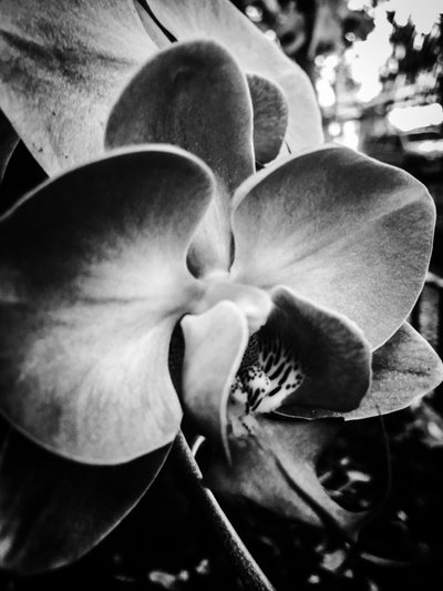 Flower No. 11, 2025 by Guilherme Pontes