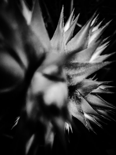 Flower No. 15, 2025 by Guilherme Pontes