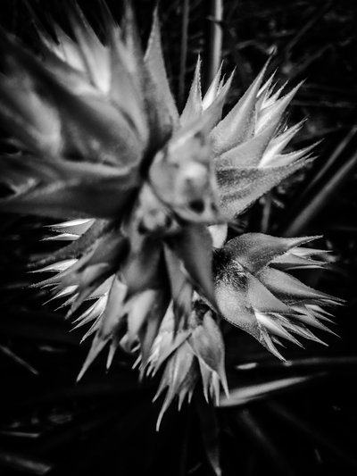 Flower No. 16 by Guilherme Pontes