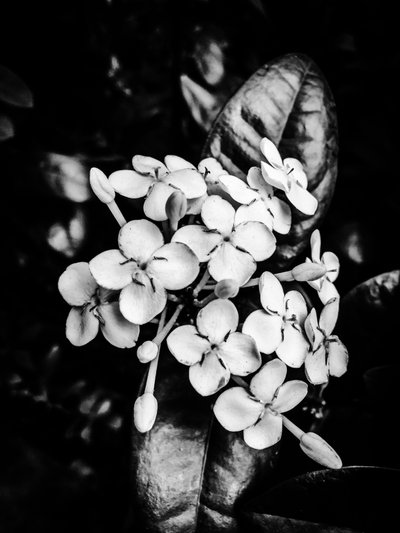 Flower No. 24 by Guilherme Pontes