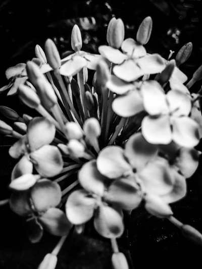 Flower No. 25 by Guilherme Pontes