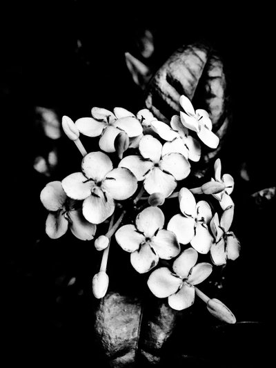 Flower No. 26, 2025 by Guilherme Pontes