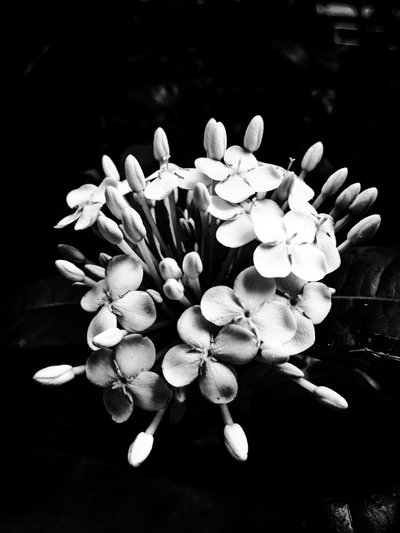 Flower No. 27 by Guilherme Pontes