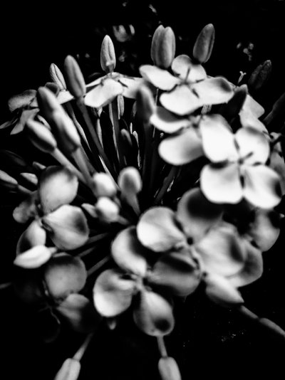 Flower No. 28, 2025 by Guilherme Pontes