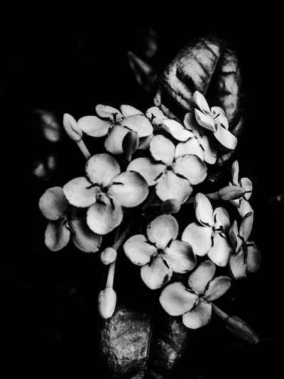 Flower No. 29 by Guilherme Pontes