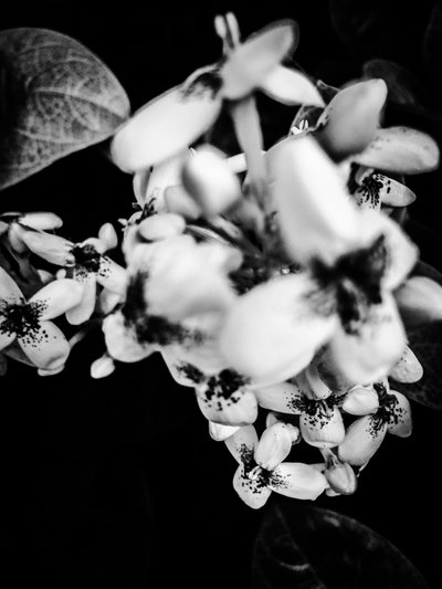 Flower No. 36 by Guilherme Pontes