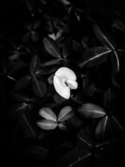 Flower No. 40, 2025 by Guilherme Pontes