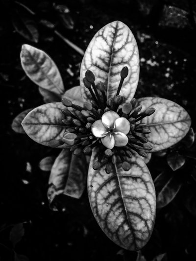 Flower No. 45 by Guilherme Pontes