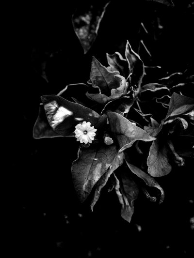 Flower No. 52 by Guilherme Pontes